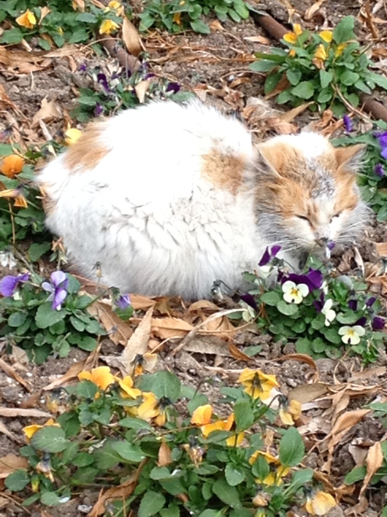 Even the feral cats just want a place to nap in the gardens of St. Anne's. 